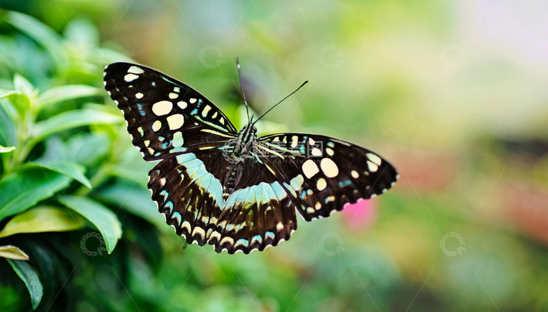 高清大图下载【趣麦麦图】黑底蓝斑蝶飞舞绿叶间