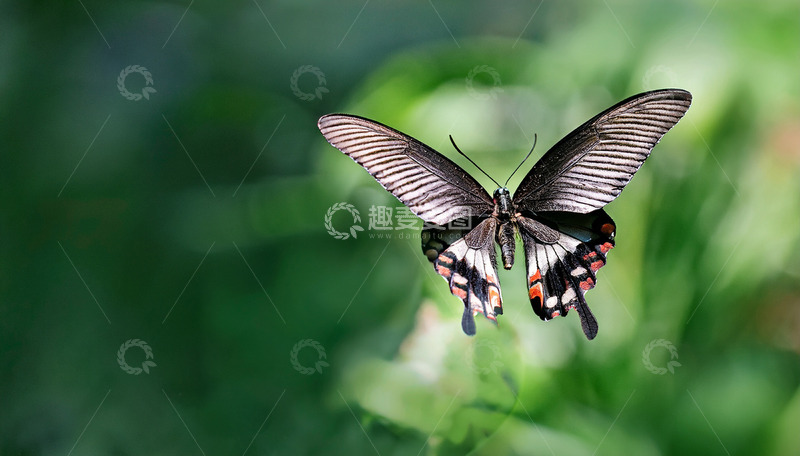 高清大图下载【趣麦麦图】绿野中飞翔的黑蝴蝶