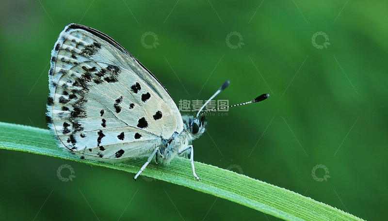 高清大图下载【趣麦麦图】黑斑白蝶静栖绿叶