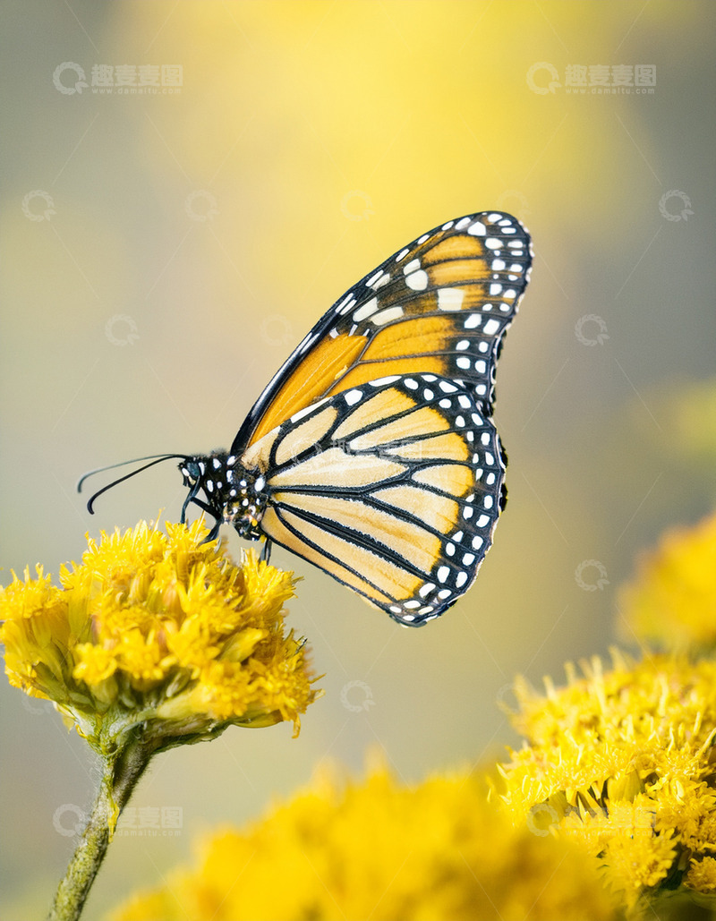 高清大图下载【趣麦麦图】橙黑蝴蝶停驻黄花之上