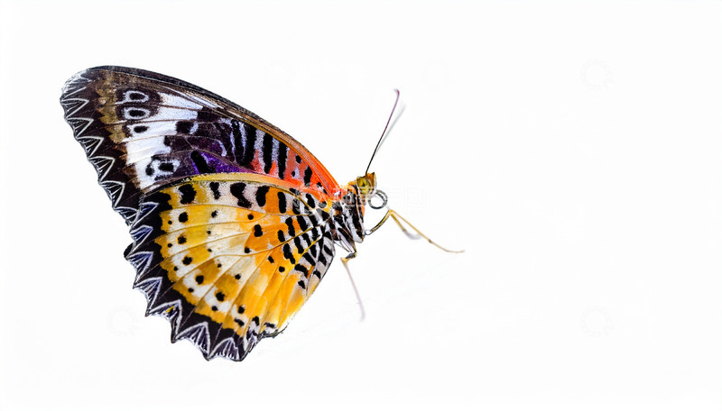 高清大图下载【趣麦麦图】多彩蝴蝶展翼于白背景