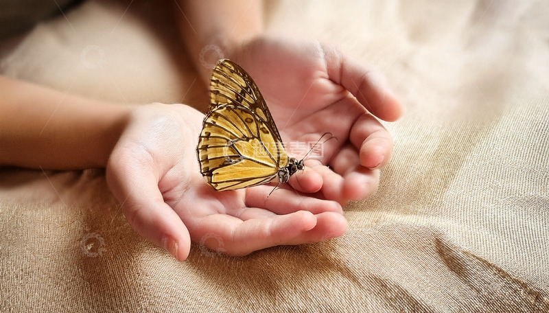 高清大图下载【趣麦麦图】黄蝴蝶休憩于掌心之间