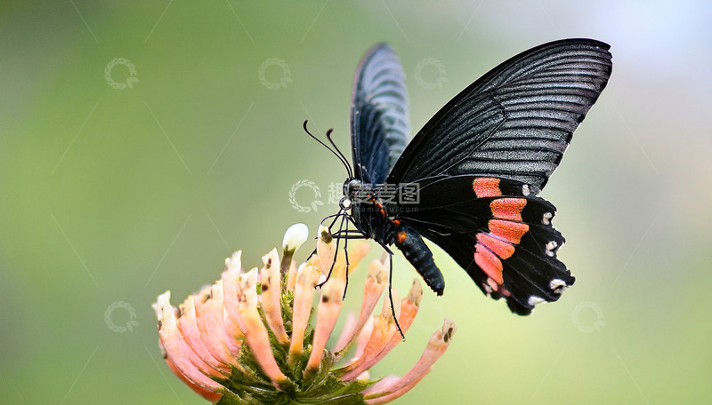 高清大图下载【趣麦麦图】黑红蝶访粉色花朵