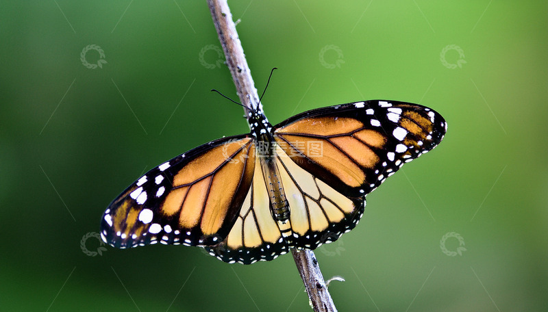 高清大图下载【趣麦麦图】橙黑斑蝶栖于细枝