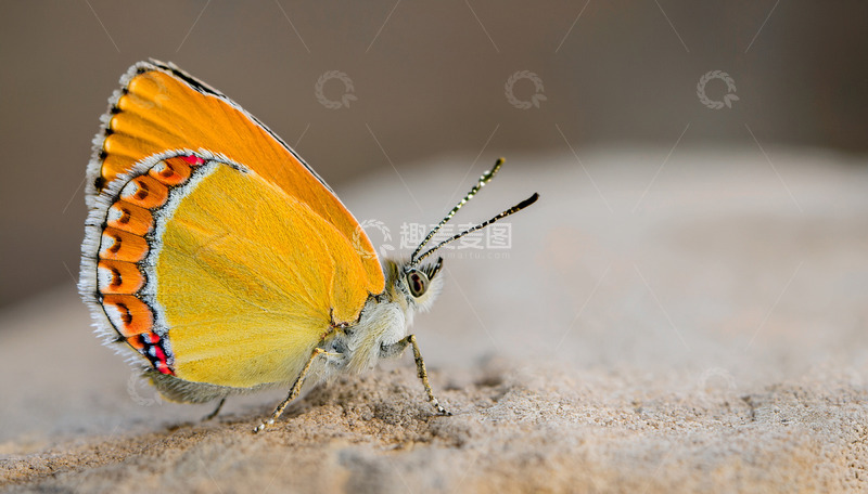 高清大图下载【趣麦麦图】橙边蝴蝶静卧在石上