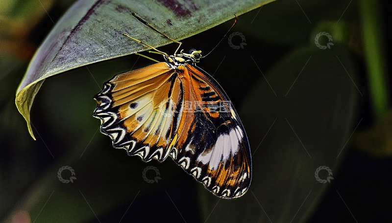 高清大图下载【趣麦麦图】绿叶上的橙白花纹蝴蝶