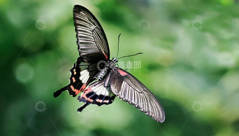 高清大图下载【趣麦麦图】空中飞舞的黑红蝴蝶