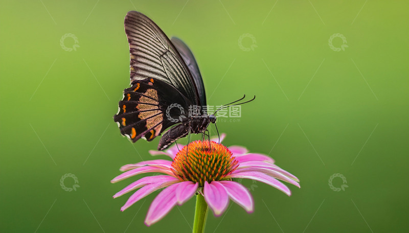 高清大图下载【趣麦麦图】黑蝶停驻粉花之上