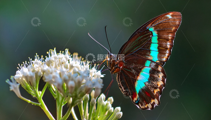 高清大图下载【趣麦麦图】蓝绿纹蝶停驻白花丛