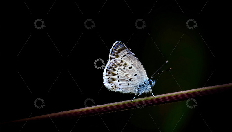 高清大图下载【趣麦麦图】暗背景上的蓝斑蝶