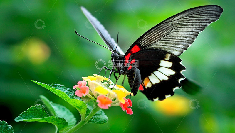 高清大图下载【趣麦麦图】黑红纹蝶停留缤纷花上