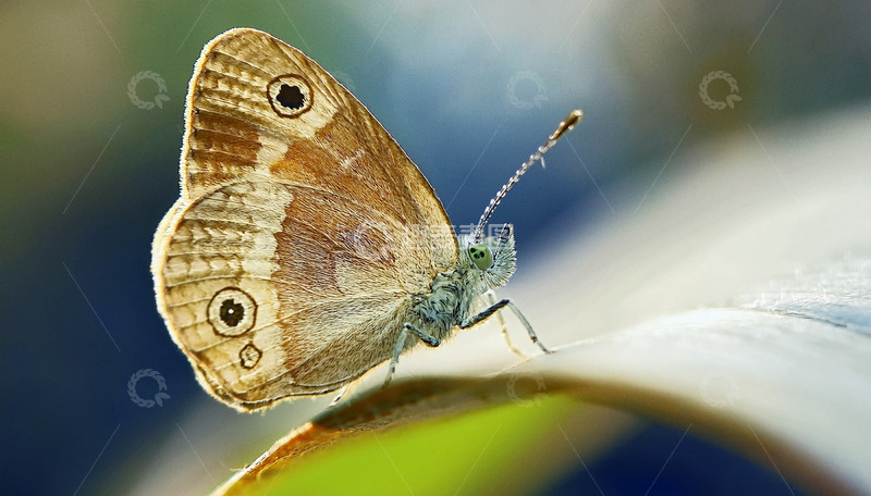 高清大图下载【趣麦麦图】棕蝶静卧叶片之上