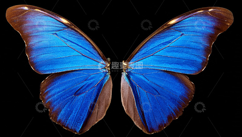 高清大图下载【趣麦麦图】蓝色大翅蝶展示绚丽双翅