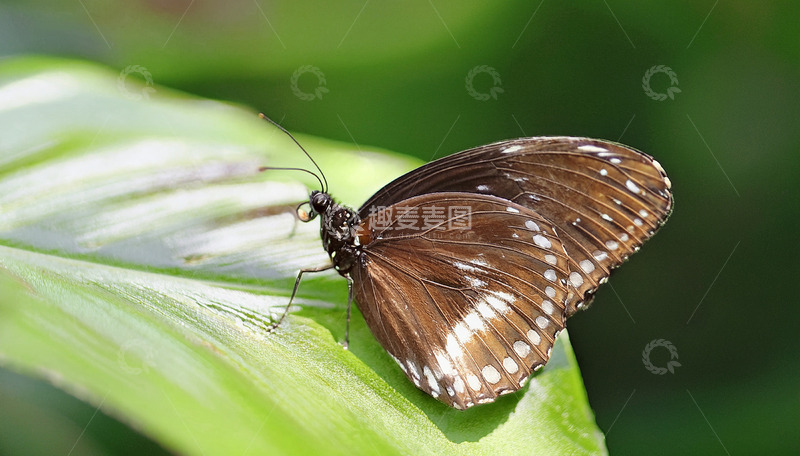 高清大图下载【趣麦麦图】棕白蝴蝶静栖绿叶之上