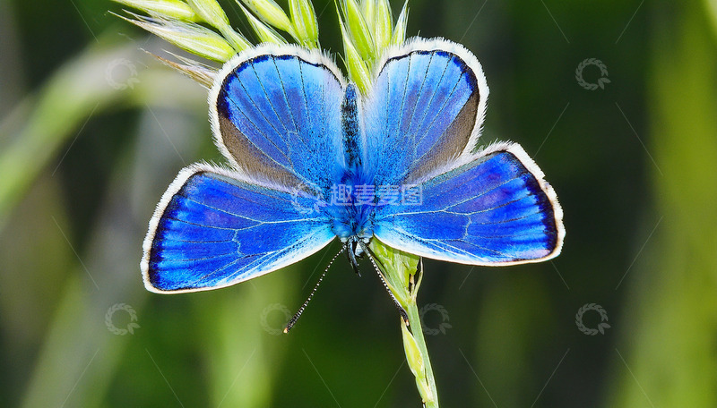 高清大图下载【趣麦麦图】蓝蝶展翼立草茎