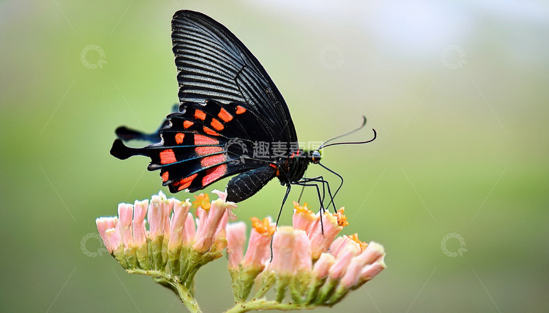 高清大图下载【趣麦麦图】黑纹蝶停于粉花簇间