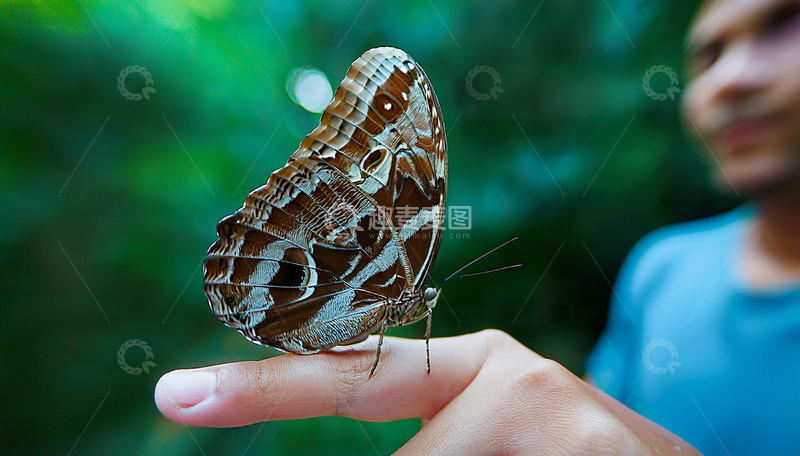 高清大图下载【趣麦麦图】深棕蝴蝶栖于指尖