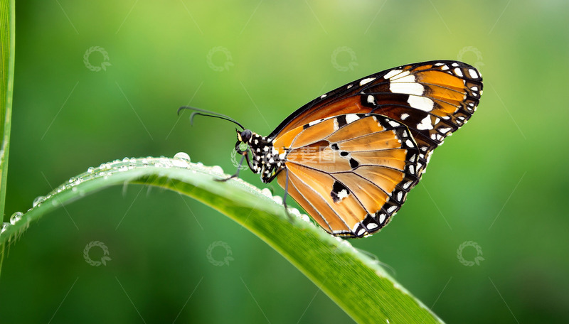 高清大图下载【趣麦麦图】橙黑斑蝶栖于带露绿叶