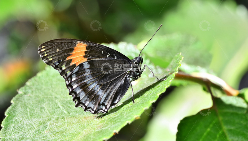 高清大图下载【趣麦麦图】黑翅橙斑蝶栖绿叶