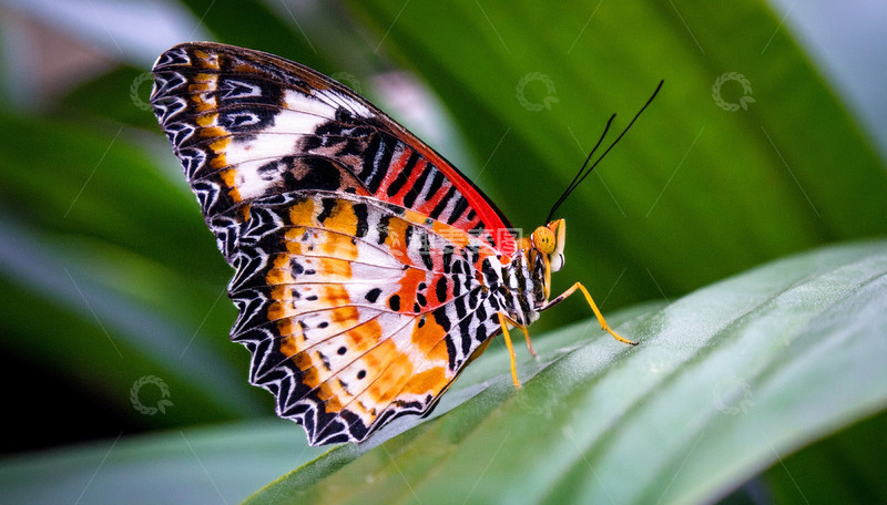 高清大图下载【趣麦麦图】橙黑纹蝶停落叶面