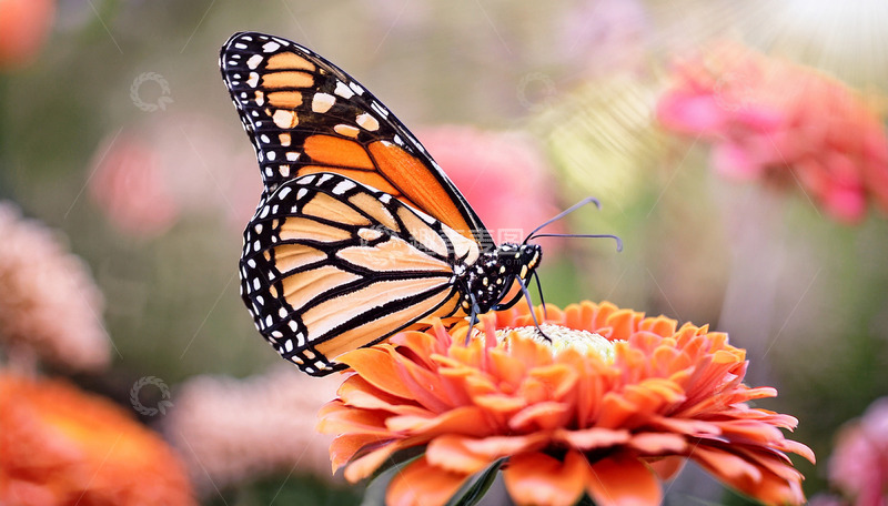 高清大图下载【趣麦麦图】橙花上的帝王斑蝶