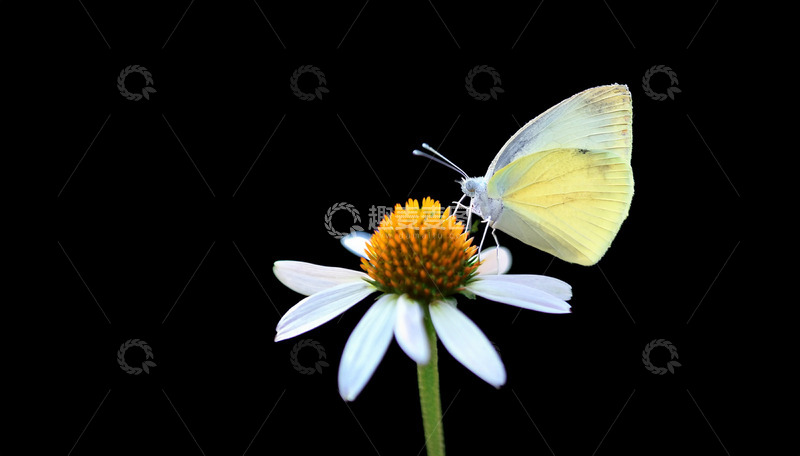 高清大图下载【趣麦麦图】淡黄蝶轻落小白花