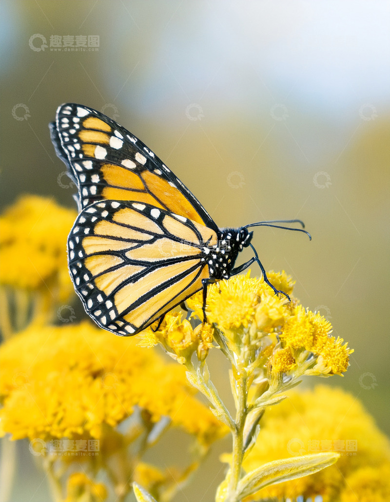 高清大图下载【趣麦麦图】橙黑斑蝶于黄花间休憩