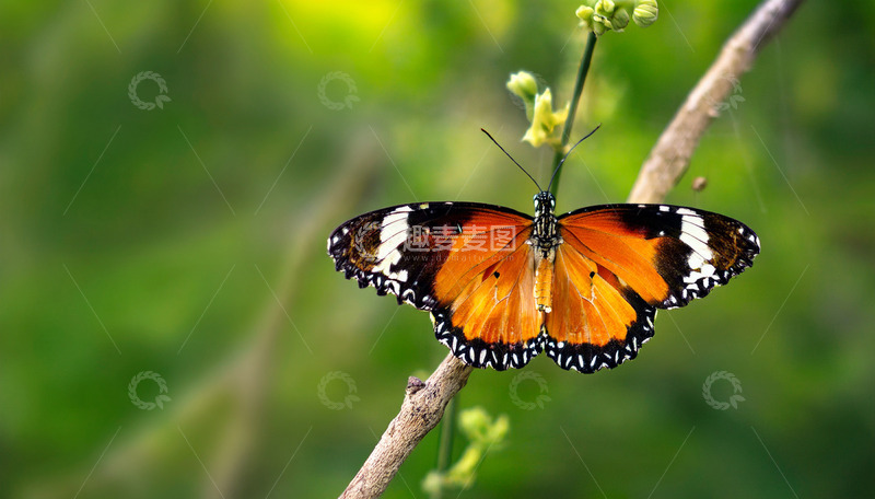 高清大图下载【趣麦麦图】橙黑蝶栖于细枝
