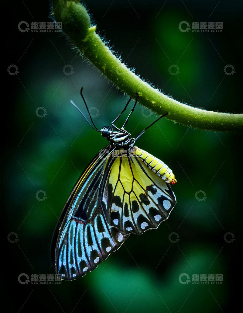 高清大图下载【趣麦麦图】蓝黄花纹蝶倒挂绿茎之上