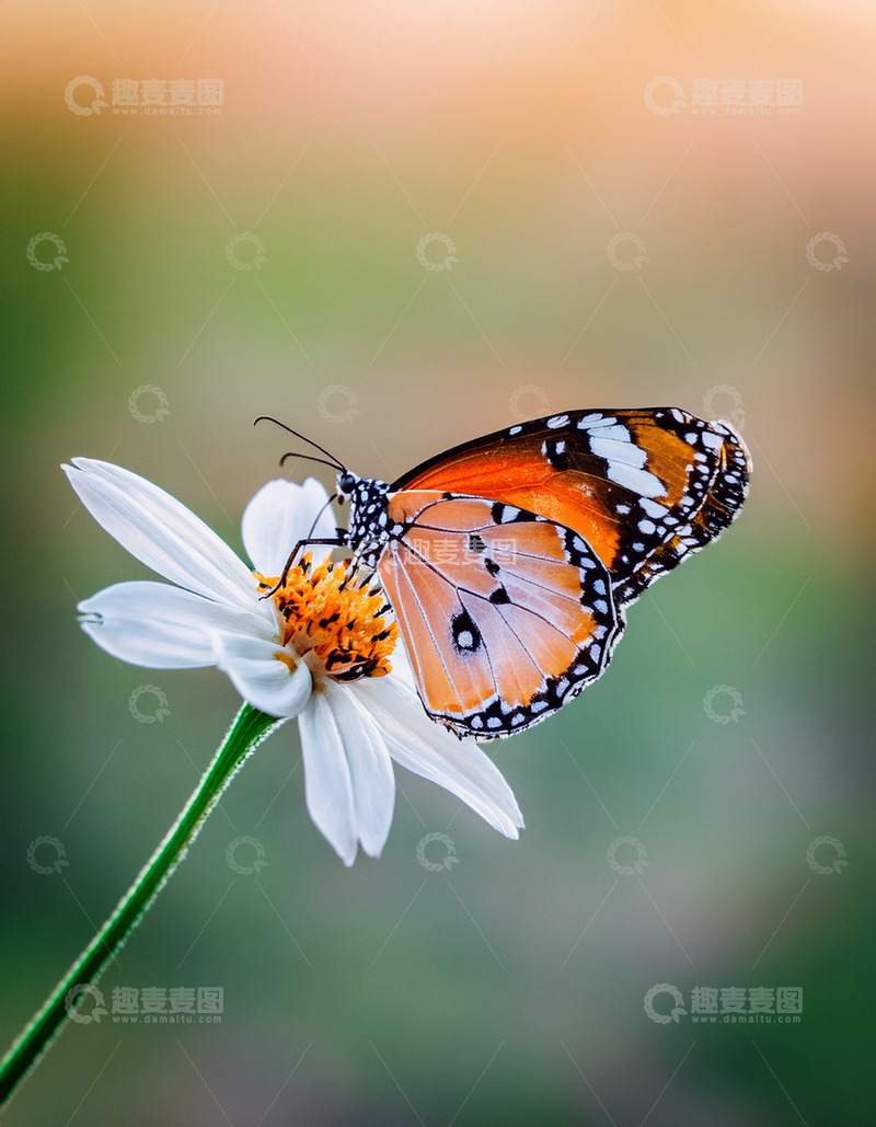 高清大图下载【趣麦麦图】橙黑斑蝶休憩于小白花