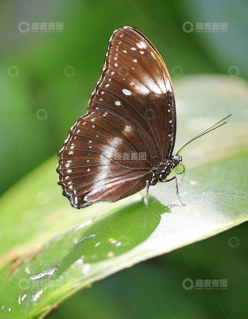 高清大图下载【趣麦麦图】棕白蝴蝶停歇绿色叶片