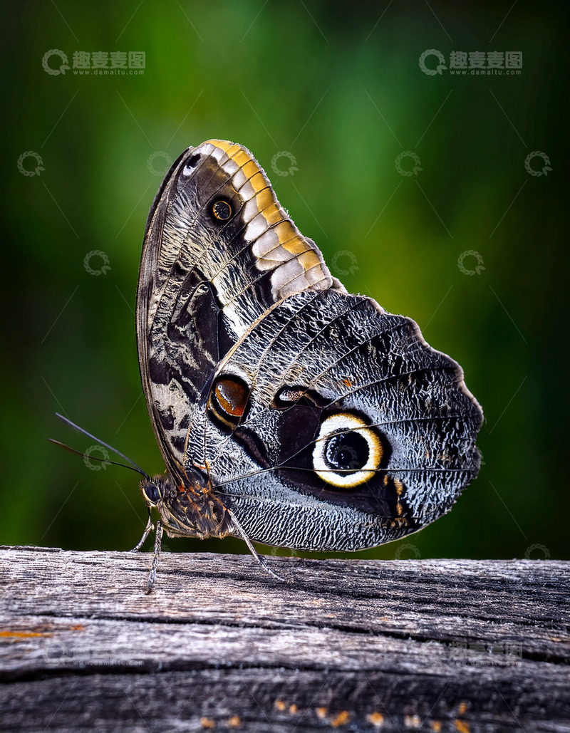 高清大图下载【趣麦麦图】眼斑灰蝶静栖老旧木面