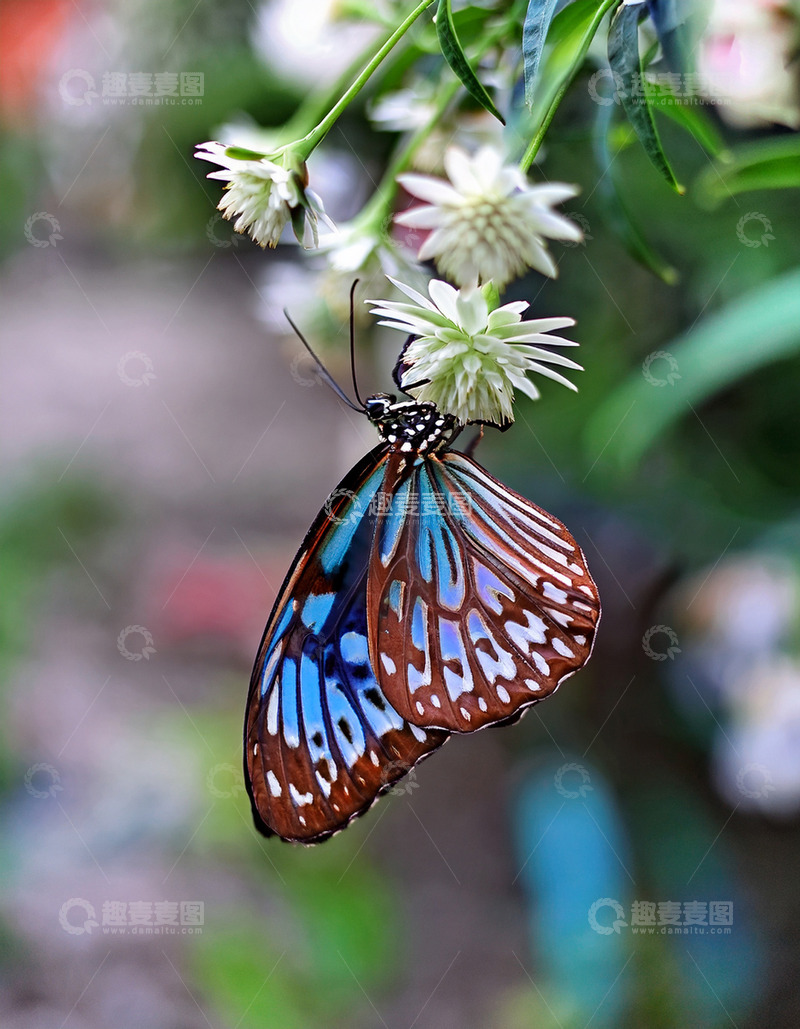 高清大图下载【趣麦麦图】蓝棕蝴蝶垂挂白色花簇