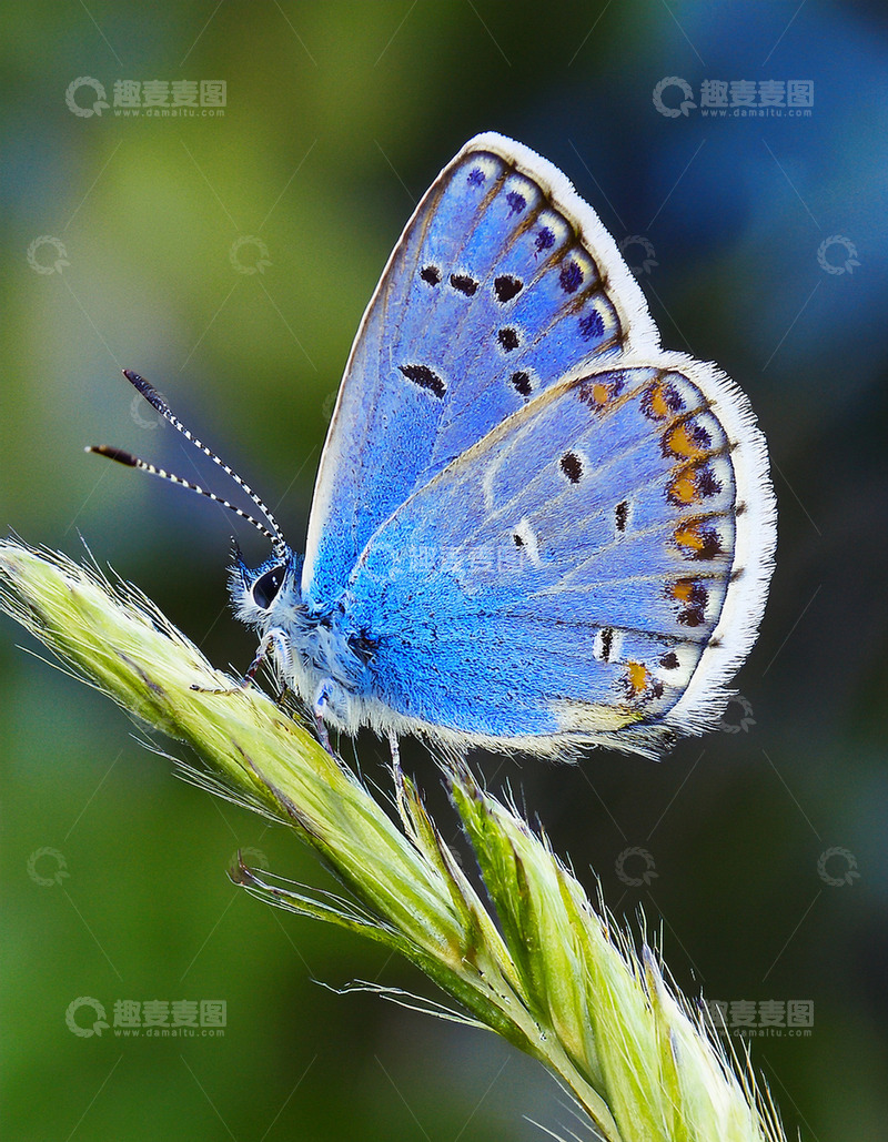 高清大图下载【趣麦麦图】蓝灰蝶静立绿茎之上