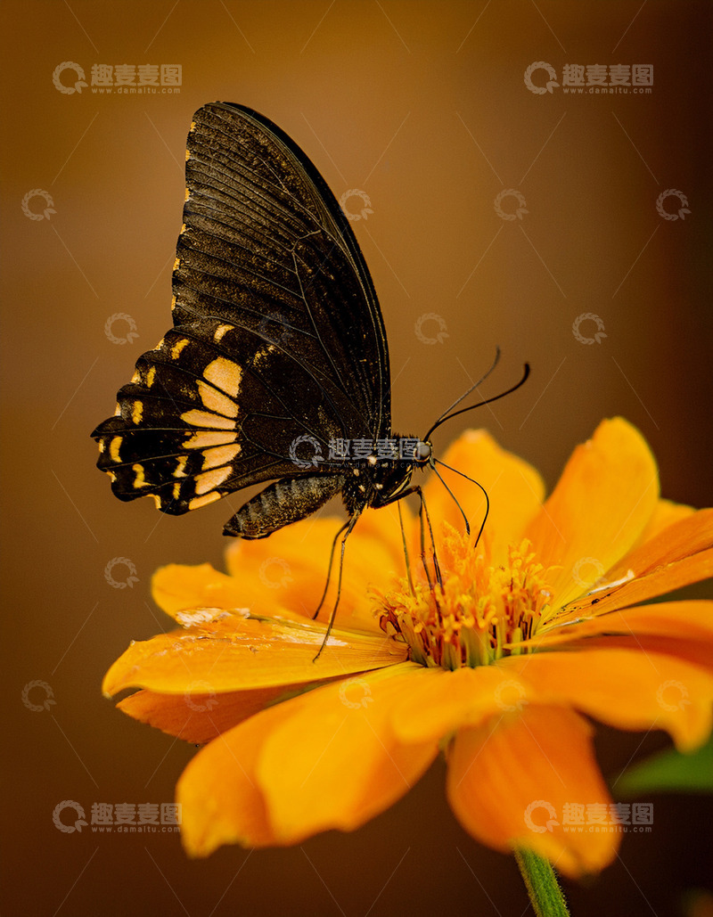 高清大图下载【趣麦麦图】黑斑蝶静卧橙色花朵