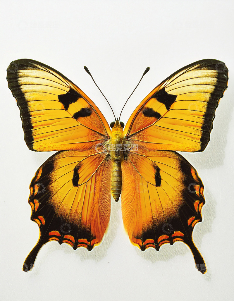 高清大图下载【趣麦麦图】橙黑相间蝴蝶展翅特写
