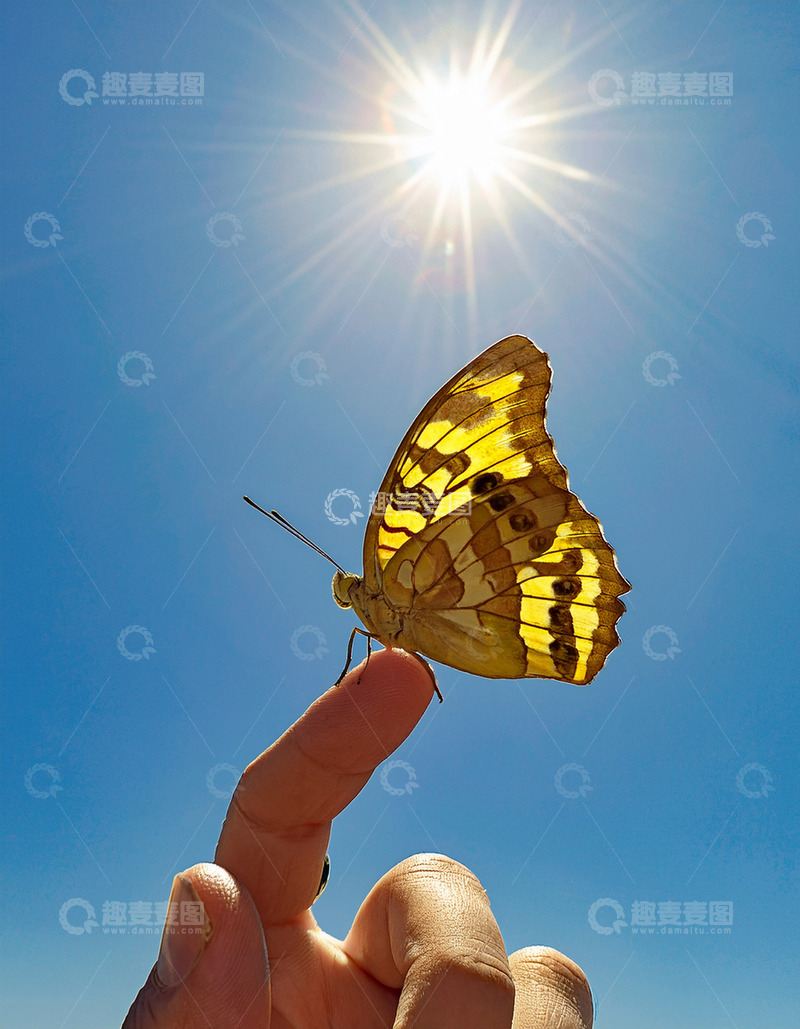 高清大图下载【趣麦麦图】黄黑斑蝶于指尖映日光