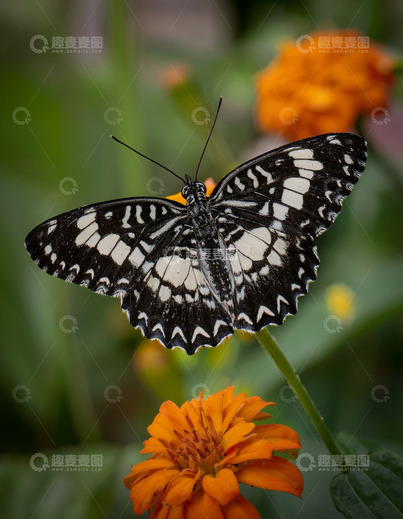 高清大图下载【趣麦麦图】黑白花纹蝶静立橙花顶端