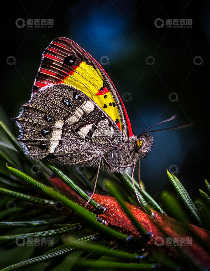 高清大图下载【趣麦麦图】黄红黑纹蝶停驻松枝上