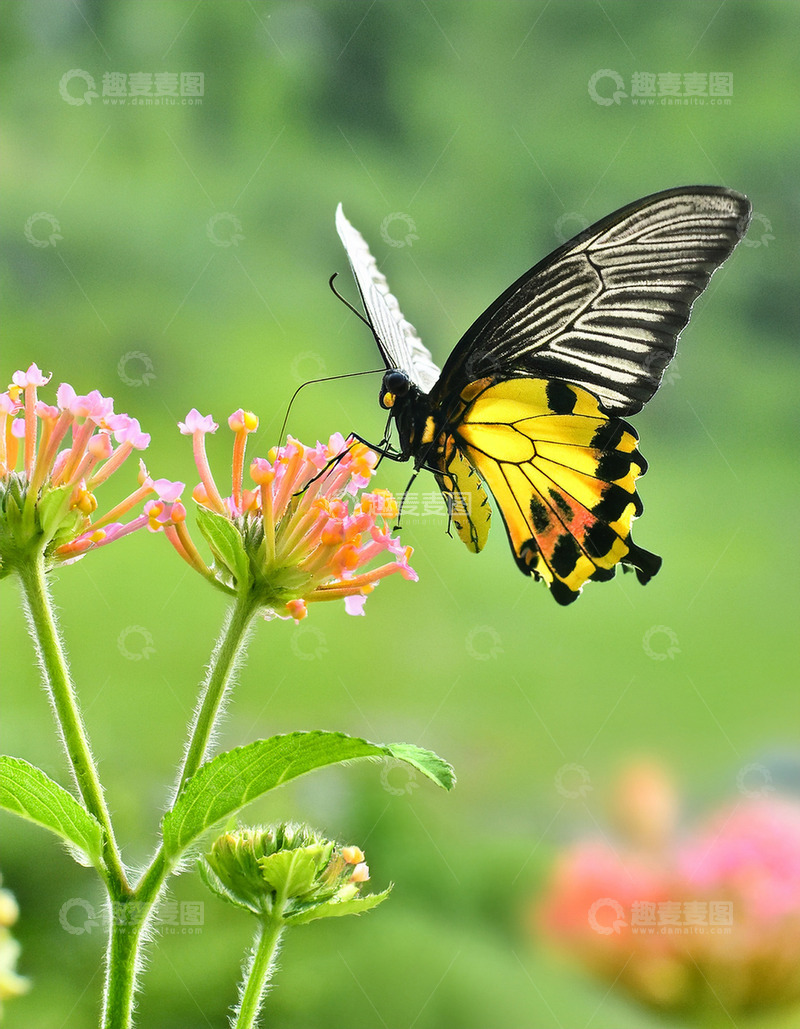 高清大图下载【趣麦麦图】黄黑凤蝶花间采撷花蜜