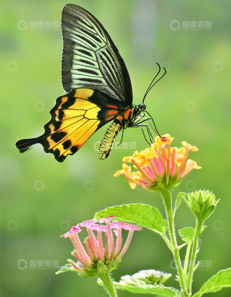 高清大图下载【趣麦麦图】黄黑凤蝶停落粉橙花丛