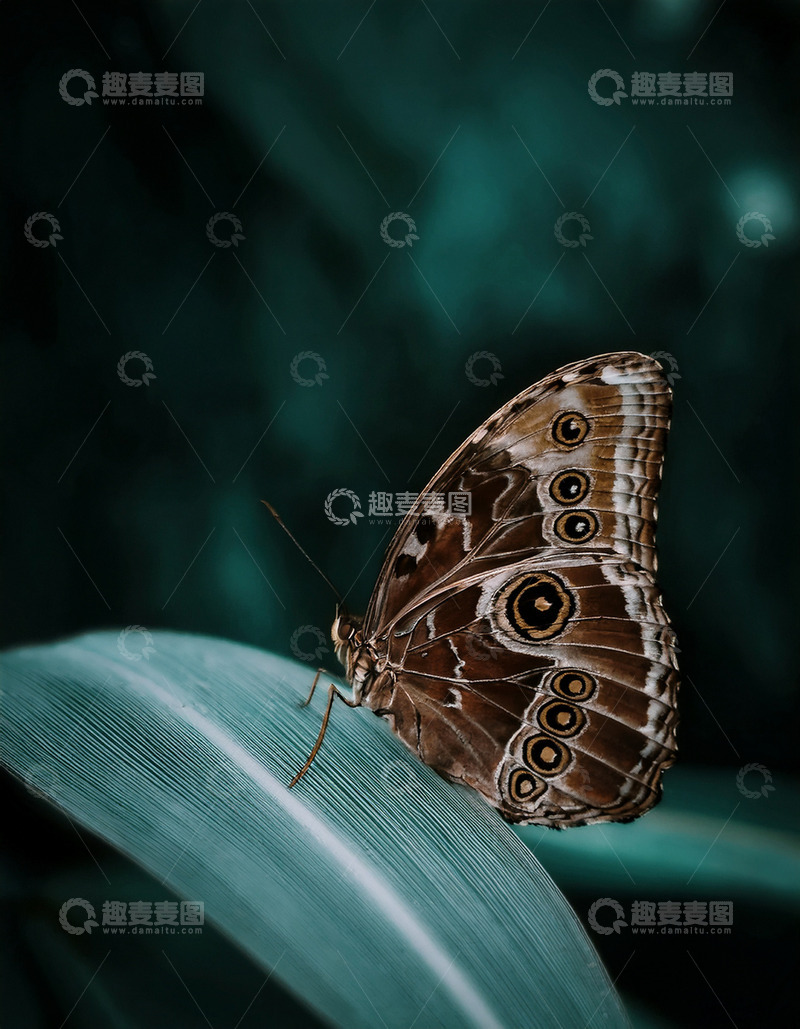 高清大图下载【趣麦麦图】多眼纹褐蝶栖息绿叶上