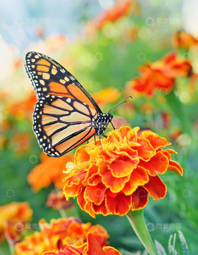 高清大图下载【趣麦麦图】橙黑蝴蝶休憩橙黄花卉