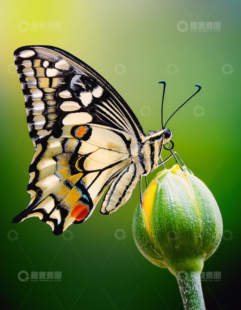 高清大图下载【趣麦麦图】黑黄彩蝶栖于绿苞顶端
