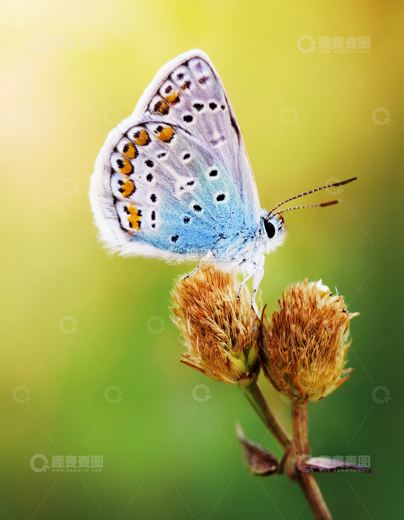 高清大图下载【趣麦麦图】蓝灰蝴蝶静立枯黄花序