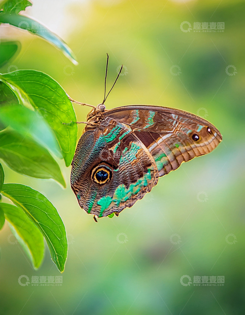高清大图下载【趣麦麦图】蓝绿眼斑蝶栖于绿叶间