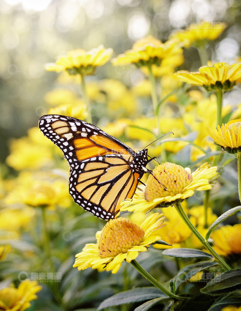高清大图下载【趣麦麦图】橙黑蝴蝶停栖黄色花丛