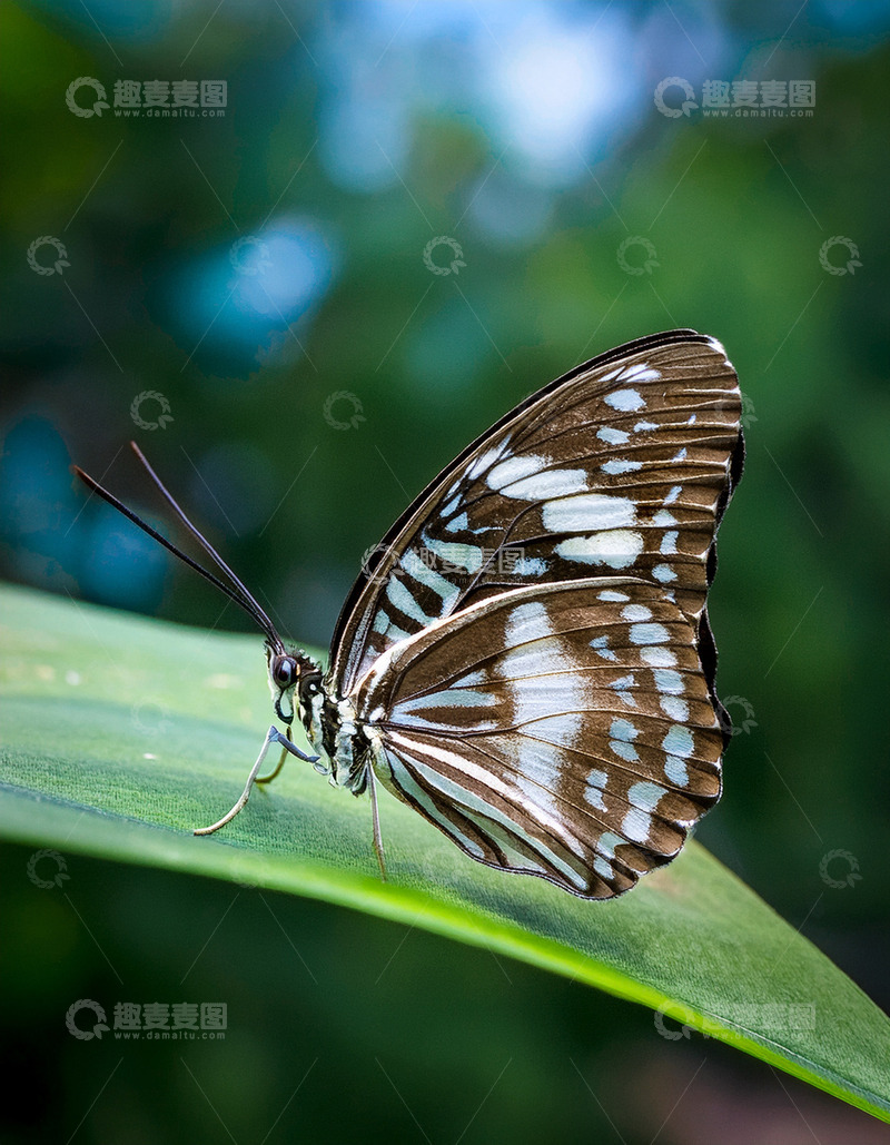 高清大图下载【趣麦麦图】黑白花纹蝴蝶休憩绿叶