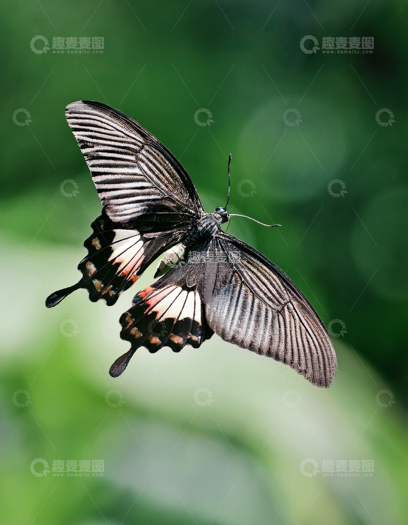 高清大图下载【趣麦麦图】黑白凤蝶空中翩然飞舞