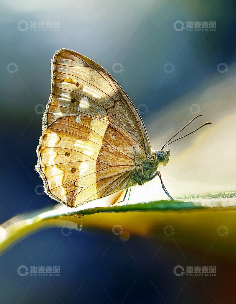 高清大图下载【趣麦麦图】黄白蝴蝶休憩绿叶片上